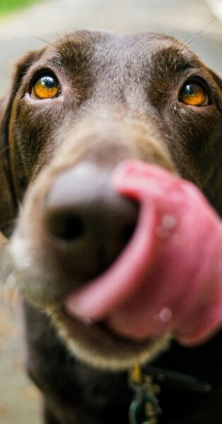 First2Prtotect Charity RSPCA